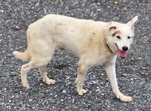 YAGY, Hund, Mischlingshund in Gefrees - Bild 4