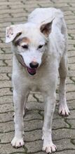 YAGY, Hund, Mischlingshund in Gefrees - Bild 5