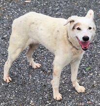 YAGY, Hund, Mischlingshund in Gefrees - Bild 6