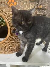 PONCHIK, Katze, Europäisch Kurzhaar in Ukraine - Bild 1