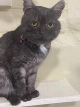 PONCHIK, Katze, Europäisch Kurzhaar in Ukraine - Bild 2