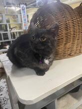 PONCHIK, Katze, Europäisch Kurzhaar in Ukraine - Bild 3