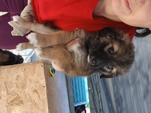 BELL, Hund, Mischlingshund in Rumänien - Bild 1