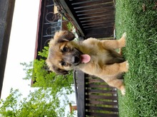 BELL, Hund, Mischlingshund in Rumänien - Bild 2