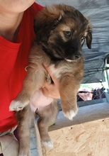 BELL, Hund, Mischlingshund in Rumänien - Bild 3