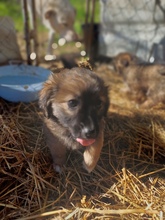 BELL, Hund, Mischlingshund in Rumänien - Bild 4