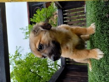 BELL, Hund, Mischlingshund in Rumänien - Bild 6