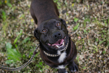 CHIPNR249110, Hund, Mischlingshund in Kroatien - Bild 1