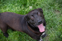 CHIPNR249110, Hund, Mischlingshund in Kroatien - Bild 2