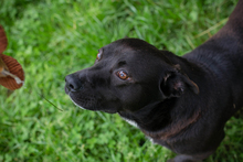 CHIPNR249110, Hund, Mischlingshund in Kroatien - Bild 5