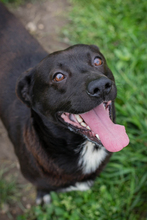 CHIPNR249110, Hund, Mischlingshund in Kroatien - Bild 6