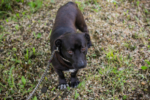 CHIPNR249110, Hund, Mischlingshund in Kroatien - Bild 7
