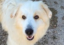 RIKU, Hund, Golden Retriever-Mix in Kroatien - Bild 1