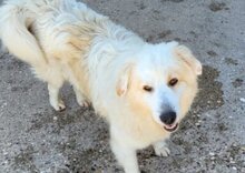 RIKU, Hund, Golden Retriever-Mix in Kroatien - Bild 2