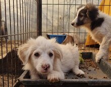 RIKU, Hund, Golden Retriever-Mix in Kroatien - Bild 27