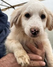 RIKU, Hund, Golden Retriever-Mix in Kroatien - Bild 28