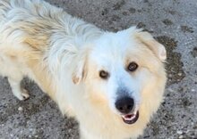 RIKU, Hund, Golden Retriever-Mix in Kroatien - Bild 3