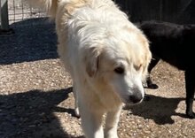 RIKU, Hund, Golden Retriever-Mix in Kroatien - Bild 4