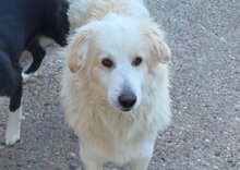 RIKU, Hund, Golden Retriever-Mix in Kroatien - Bild 5
