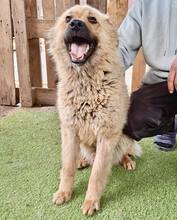 KISMO, Hund, Mischlingshund in Rumänien - Bild 5