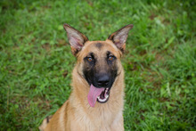 CHIPNR248509, Hund, Deutscher Schäferhund-Mix in Kroatien - Bild 1