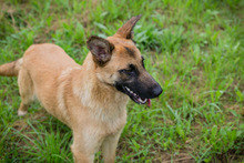 CHIPNR248509, Hund, Deutscher Schäferhund-Mix in Kroatien - Bild 2