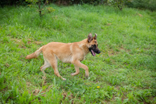CHIPNR248509, Hund, Deutscher Schäferhund-Mix in Kroatien - Bild 3