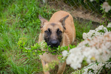 CHIPNR248509, Hund, Deutscher Schäferhund-Mix in Kroatien - Bild 4