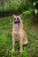 CHIPNR248509, Hund, Deutscher Schäferhund-Mix in Kroatien - Bild 5