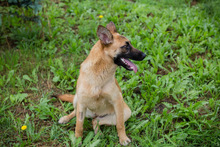 CHIPNR248509, Hund, Deutscher Schäferhund-Mix in Kroatien - Bild 6