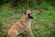 CHIPNR248509, Hund, Deutscher Schäferhund-Mix in Kroatien - Bild 7