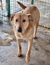 FIDSCHI, Hund, Mischlingshund in Rumänien - Bild 13