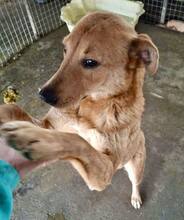 FIDSCHI, Hund, Mischlingshund in Rumänien - Bild 2