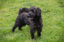 NELSON, Hund, Mischlingshund in Kroatien - Bild 2