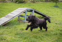 NELSON, Hund, Mischlingshund in Kroatien - Bild 3
