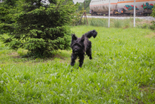 NELSON, Hund, Mischlingshund in Kroatien - Bild 4