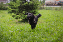 NELSON, Hund, Mischlingshund in Kroatien - Bild 5