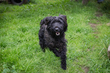 NELSON, Hund, Mischlingshund in Kroatien - Bild 7