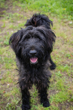 NELSON, Hund, Riesenschnauzer-Mix in Kroatien
