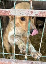 SPOTTY, Hund, Mischlingshund in Rumänien - Bild 1