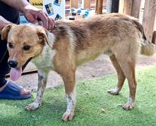SPOTTY, Hund, Mischlingshund in Rumänien - Bild 10