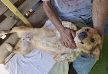 SPOTTY, Hund, Mischlingshund in Rumänien - Bild 14