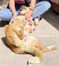 SPOTTY, Hund, Mischlingshund in Rumänien - Bild 3