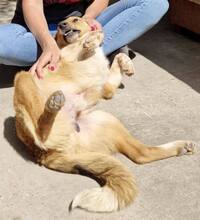 SPOTTY, Hund, Mischlingshund in Rumänien - Bild 4