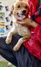 SPOTTY, Hund, Mischlingshund in Rumänien - Bild 6