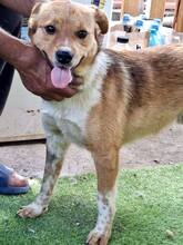 SPOTTY, Hund, Mischlingshund in Rumänien - Bild 7