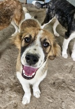BARKLEY, Hund, Mischlingshund in Griechenland - Bild 3