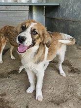 BARKLEY, Hund, Mischlingshund in Griechenland - Bild 4