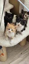MAXI, Katze, Europäisch Kurzhaar in Bulgarien - Bild 2