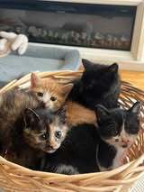 MAXI, Katze, Europäisch Kurzhaar in Bulgarien - Bild 3